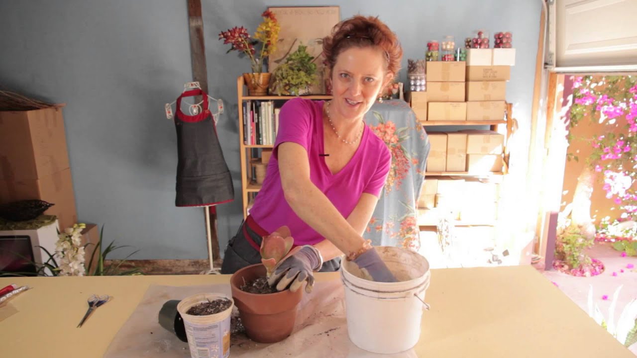 How to Repot a Kalanchoe Paddle Plant Gardening With Flowers