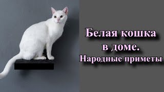 Белая кошка в доме:😺 что расскажут приметы о питомце в снежной шубке