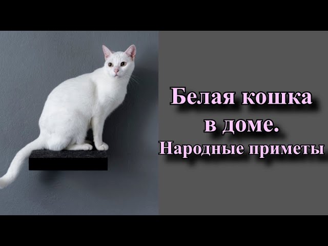 Белая кошка в доме:😺 что расскажут приметы о питомце в снежной шубке