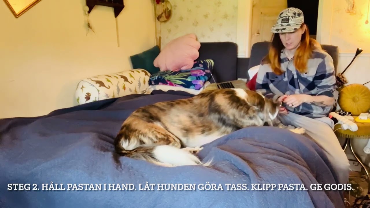 Klippa klor på hund