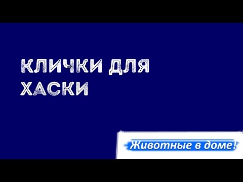 Клички для сибирской хаски, мальчиков и девочек.