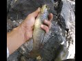 Рыбалка на Горную Форель в Армении. Июнь 2020 /// Wild Trout Fishing in Armenia. June 2020