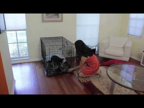 Video: Cómo hacer un perro con una correa Go Potty