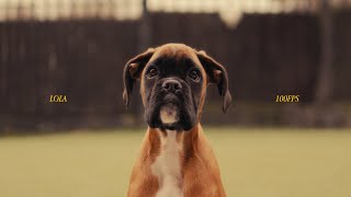 LOLA the Boxer Dog (Sony A6700, 100fps, DEHANCER)