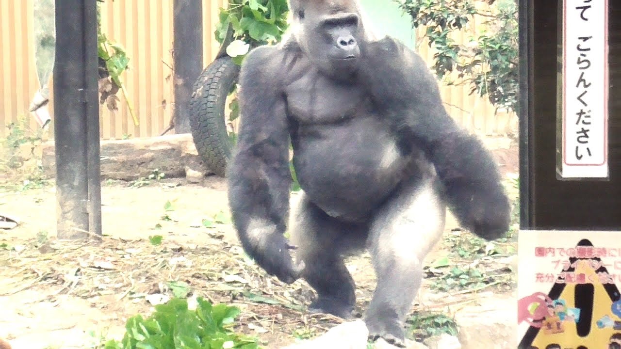 monkey gorillaさん専用その2です monkey gorillaさん専用その2です GorillaZilla Super Stretchy