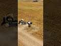 الحراره والعناد والمشاكسه والكبرياء والقوه والاتنزان تجدها دائمآ بالخيول العربيه وخاصه السكب شاهدو الحراره والعناد والمشاكسه والكبرياء والقوه والاتنزان تجدها دائمآ بالخيول العربيه وخاصه السكب شاهدو