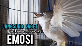 trucukan gacor ROPEL PANJANG buat pancingan trucukan agar bunyi jadikan burung trucuk gacor EMOSI