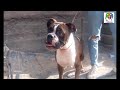 كلب البوكسر الشرس جدا مع رامز عصام - Boxer dog is very fierce