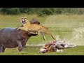 Big Battle Hippo vs Lion Scary Hippo Attack Lion! What Happens When Lion Confronts The Planet&#39;s