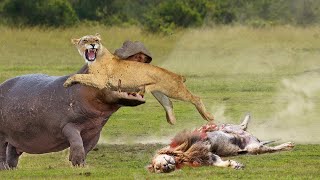 Big Battle Hippo vs Lion Scary Hippo Attack Lion! What Happens When Lion Confronts The Planet&#39;s