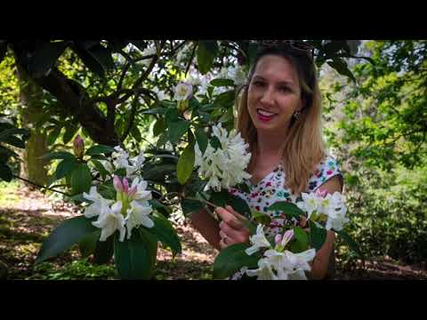 Video: Co jsou dendrologické parky a botanické zahrady