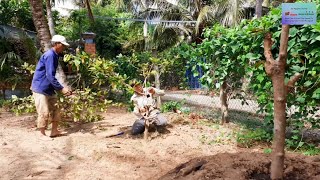 NTĐ - Cách Cắt Tỉa Mai Vàng (How to Prune Golden Plums)