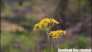 Background keindahan alam || Music relaksasi seruling (no copyright)