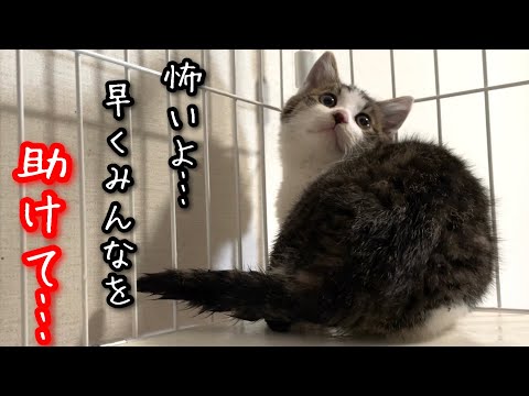 殺処分寸前の子猫の命】難航する捕獲と怯え鳴き続ける子猫 - YouTube