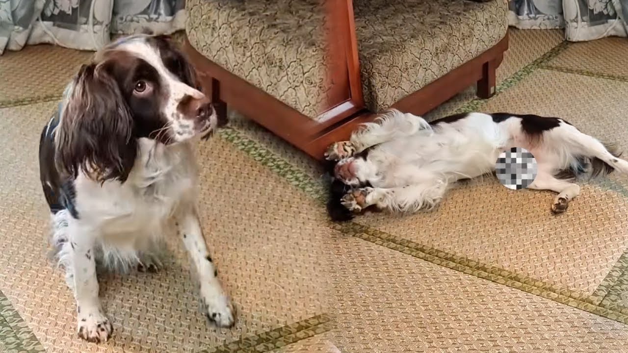 仔仔体检结果出来了，粑粑骗仔仔情况有点糟糕，不料仔仔被这个噩耗吓晕了！【靓仔日记】