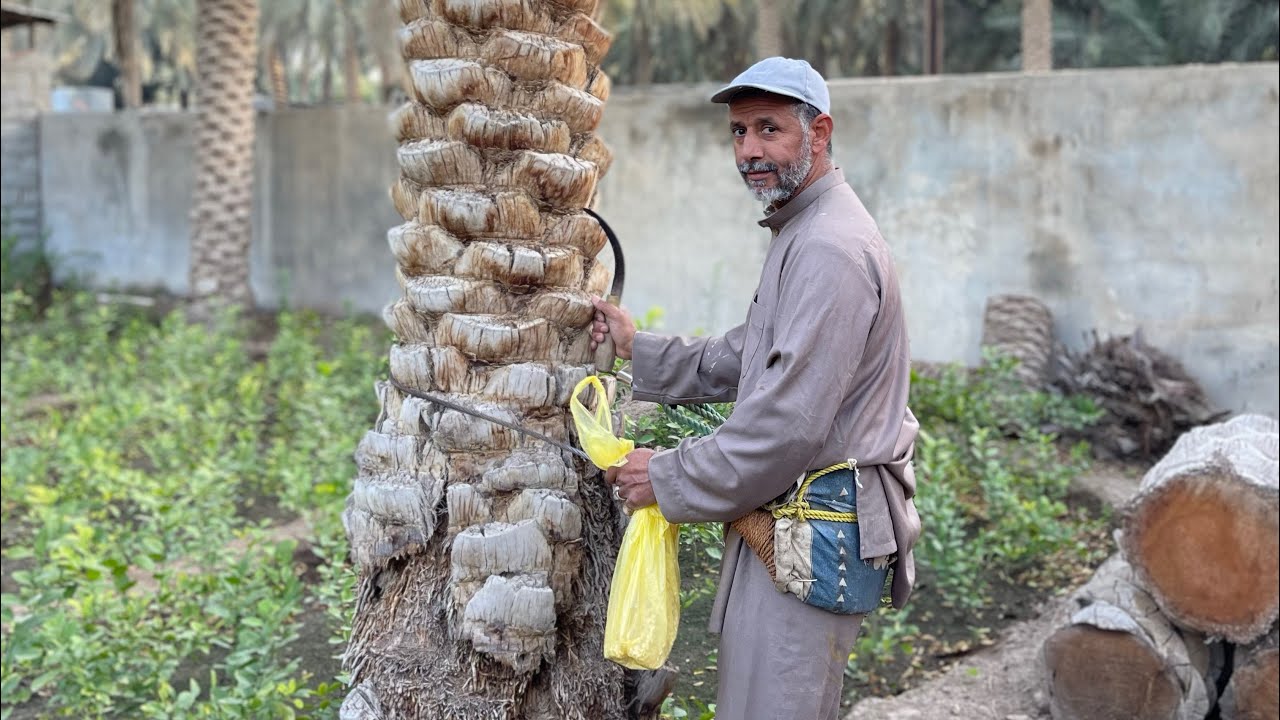 طريقة تلقيح الغر بيد المزراع المبدع ابوسلمان
