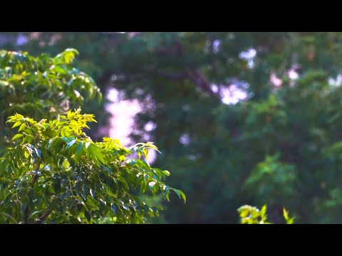 Шум листвы и ветра среди деревьев для отдыха и сна