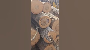 Working on A Load Of Poplar‼️ #trending #automobile #logger #shortpants #logging #tree #logginglife