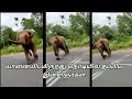 The Great escape from the Elephant