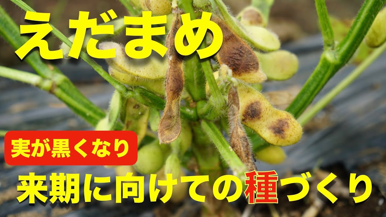 枝豆の育て方 日々のお世話編 収穫時期が過ぎて来期の種を作る 状況確認 Youtube