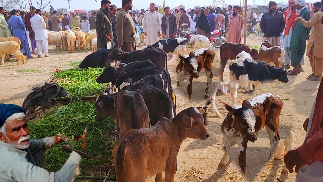 23 December 2025 Cholistani hiefers ki mandi pakistan dudh wali Bacharian badi mandi 2025 cow mandi 