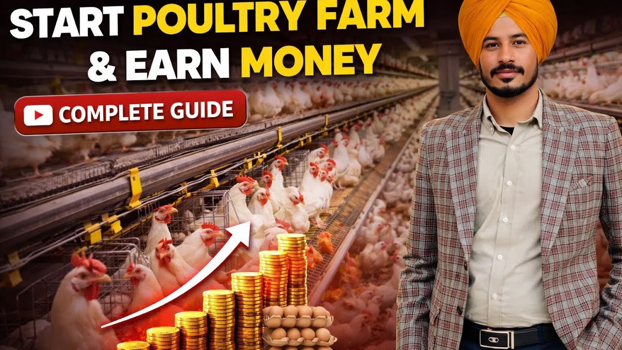 ਆਜੋ ਦੱਸੀਏ ਪੋਲਟਰੀ ਦੀ ਆਮਦਨ ? ਕਿਵੇਂ ਰਿਹਾ ਪਿਛਲਾ ਲਾਟ#poultryfarming #broilerfarming 