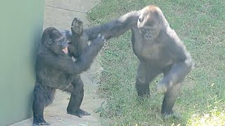 Son's behavior changes/ does not want to play with Shabani and attacks his mother.