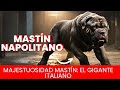 Mastín napolitano (Mastino napoletano) - Raza de Perro