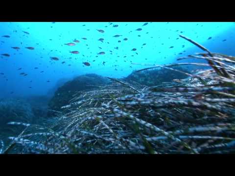 Il Mare di Ischia - R. Rinaldi part 1.mpg