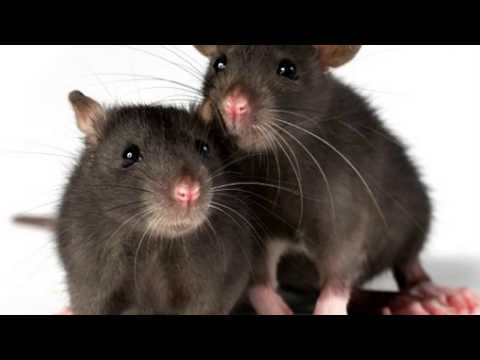 Video: A kanë kafshët inteligjencë?