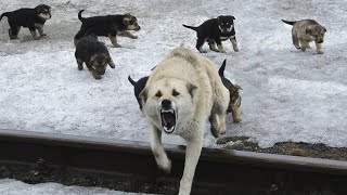 НА МЕНЯ НАПАЛА СТАЯ БЕЗДОМНЫХ СОБАК / День Рождения маламута Майка