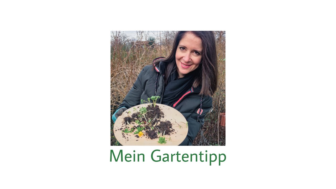 Winterlinge vermehren | berlingartentipp