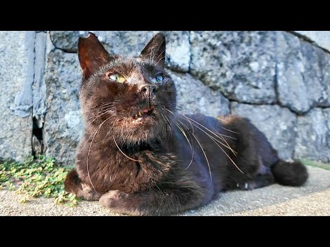 猫島の神社で出会った黒猫ちゃんにちゅーるをあげたら、幸せそうな顔してくれた🐾✨