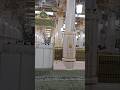 Islamic status #islamic #prayer #hijab #allah #faith #shortsfeed #trending #viralvideo #shorts