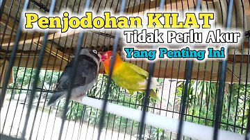 PENJODOHAN LOVEBIRD YANG TEPAT!! TIDAK MESTI AKUR TAPI INI