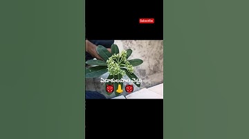 మనం ఎప్పుడు ఈ చెట్లను చూస్తూ ఉంటాం కానీ వీటి యొక్క పేర్లు మనకు తెలియదు