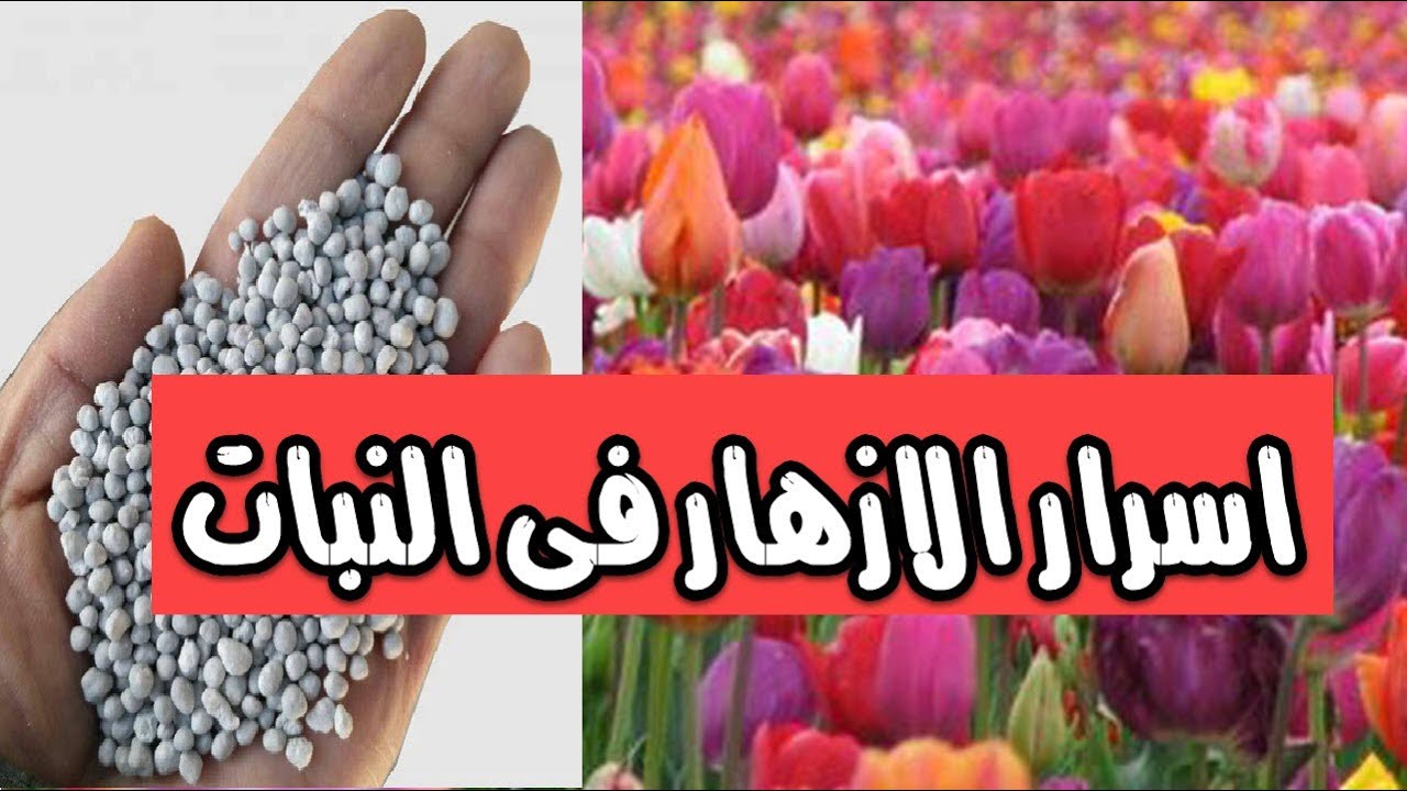 سماد سوبر فوسفات الكالسيوم فوائده و طرق الاضافة قناة تكنومكس م