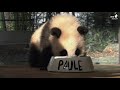 Panda Paule trinkt aus Napf im Zoo Berlin - Lunchtime at Panda Garden