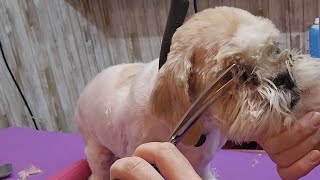 How To Remove Eye Crust, Boogers From A Shih Tzu