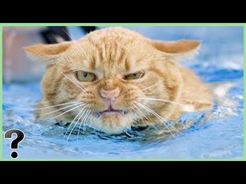 Video: Why Are Cats Afraid Of Water?