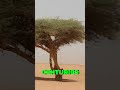 The Sad Story of the Tree of Tenere in the SAHARA DESERT! #shorts #funfacts