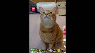 Chinese cats sings