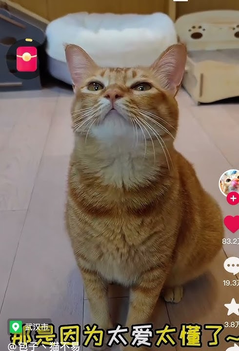 Chinese cats sings 😧😧