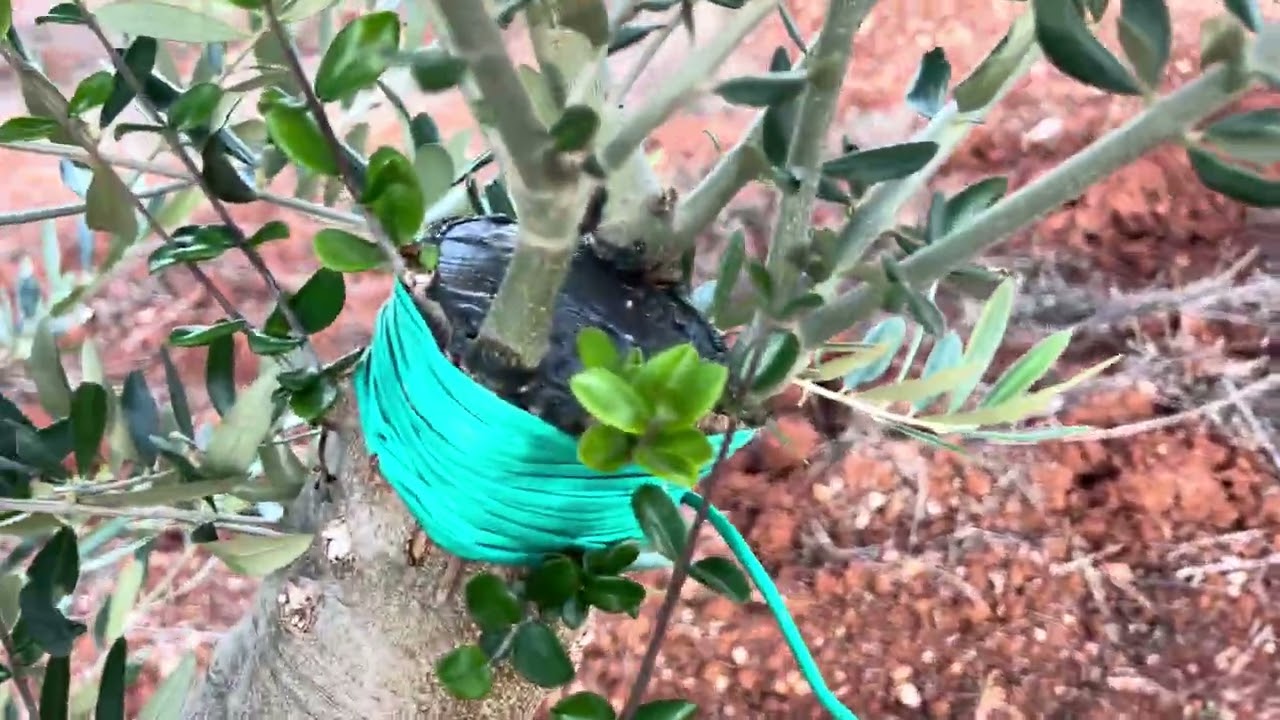 Maslinarski vlog 8.10.2025. - kolekcijski ususret berbi 🫒