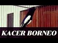 Kacer Materi Kenari Durasi Rapat Cocok Buat Masteran Burung Lomba Mp3 - Mp4 Download
