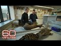 Search ongoing for extinct Tasmanian tiger amid efforts to revive species | 60 Minutes