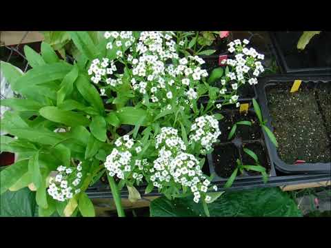 Video: Alyssum sea, sau sea lobularia: cultivare, descriere, fotografie