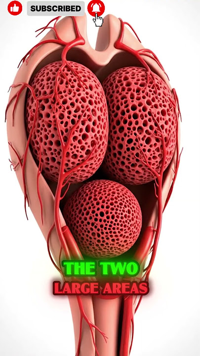 Human Penis Anatomy Explained – Parts, Functions