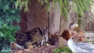 An unusual and brave guest in Hanna's nest Kotkaklubi Kassikakk::Bubo bubo