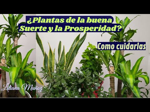 Video: Plantas de la buena suerte: aprende sobre algunas plantas de la suerte que puedes cultivar